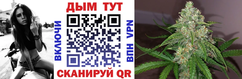 Конопля сатива  Орлов 
